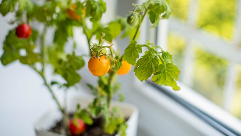 grow tomatoes indoors