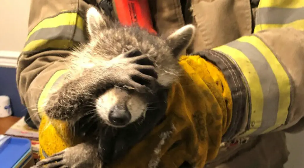 Raccoon Gives “Embarrassed” Look After Fire Department Rescues Him From Home