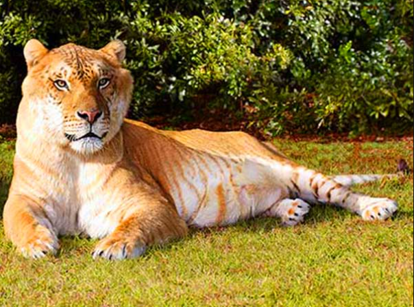 hercules the liger