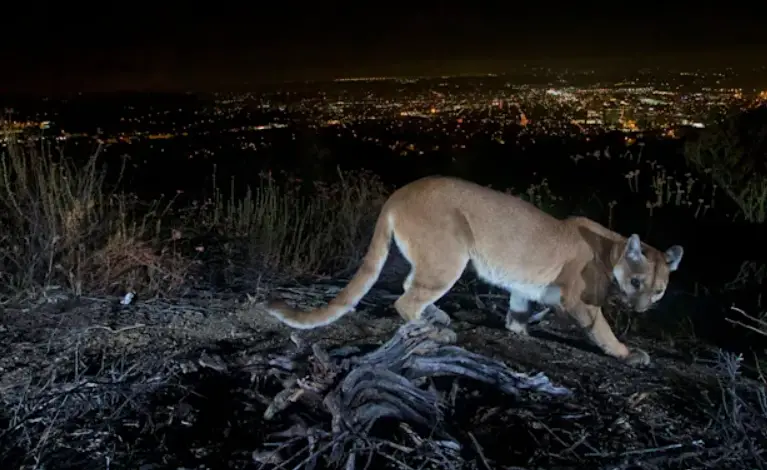mountain lion mother saves son