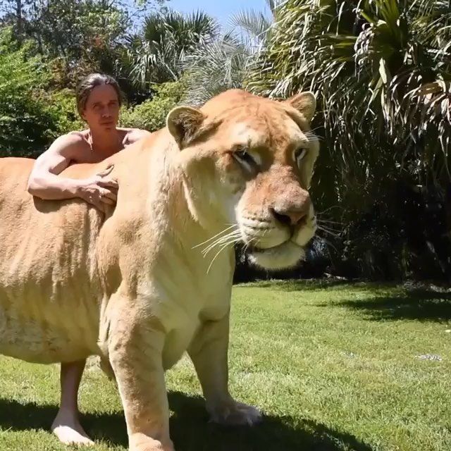 world's largest cat