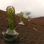 Mauna Kea Silversword