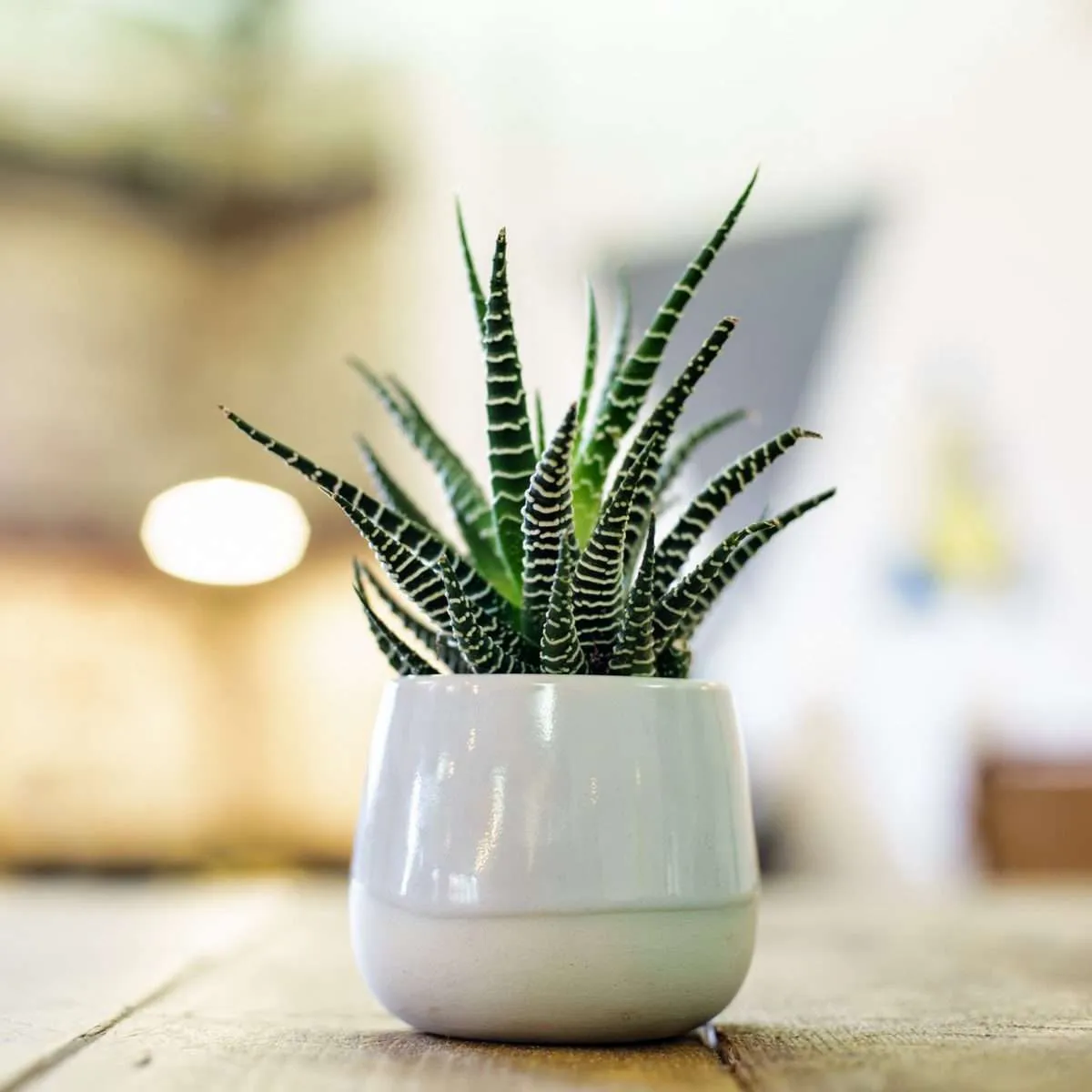 houseplants