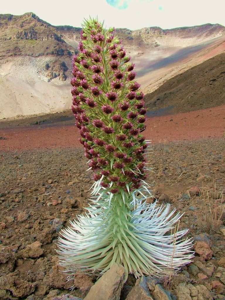 Mauna Kea Silversword