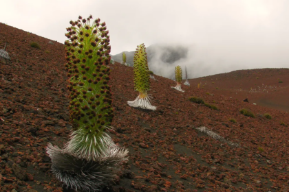 Mauna Kea Silversword
