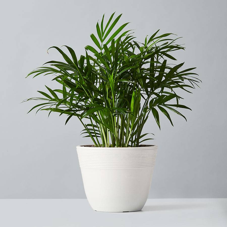 houseplants