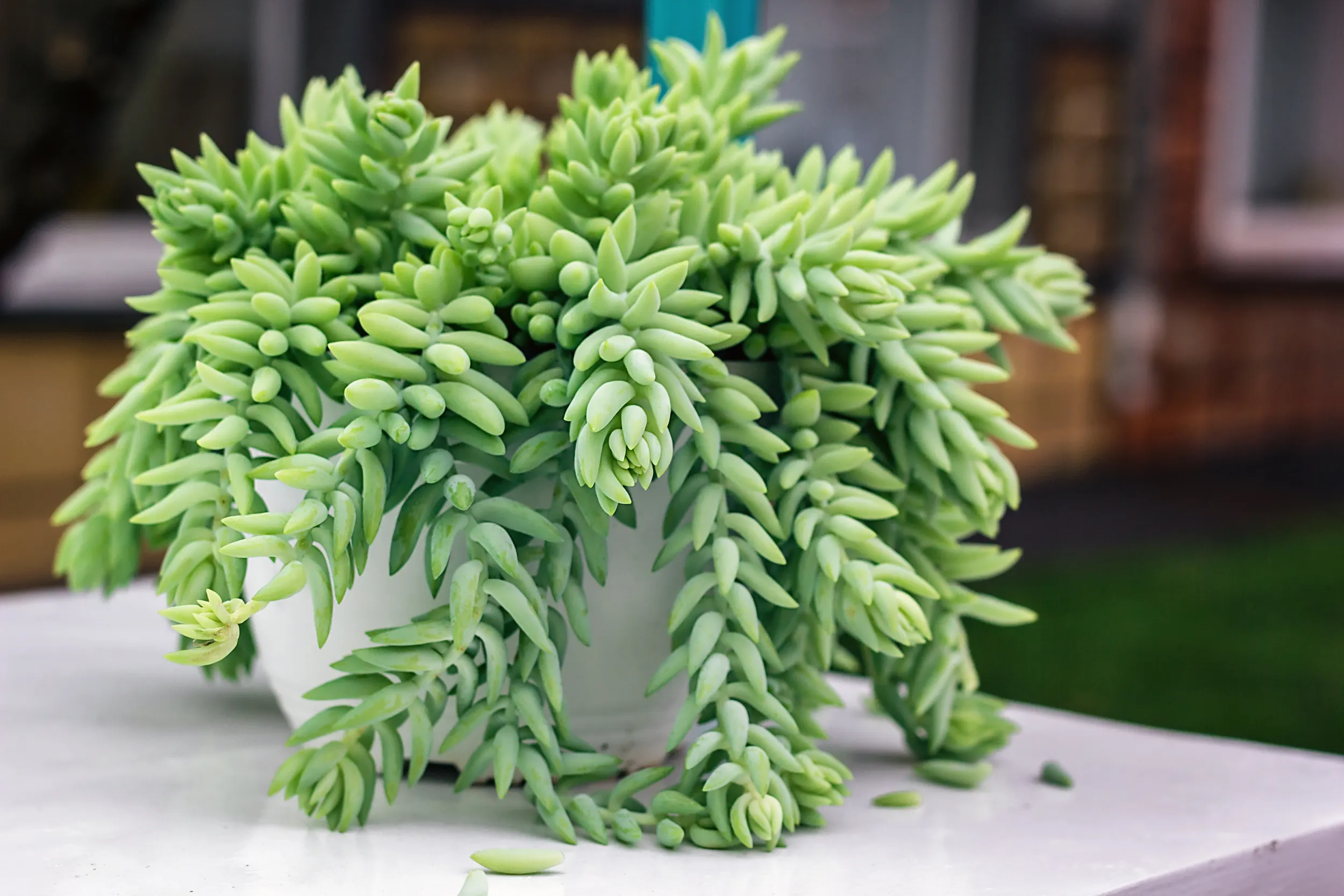 houseplants
