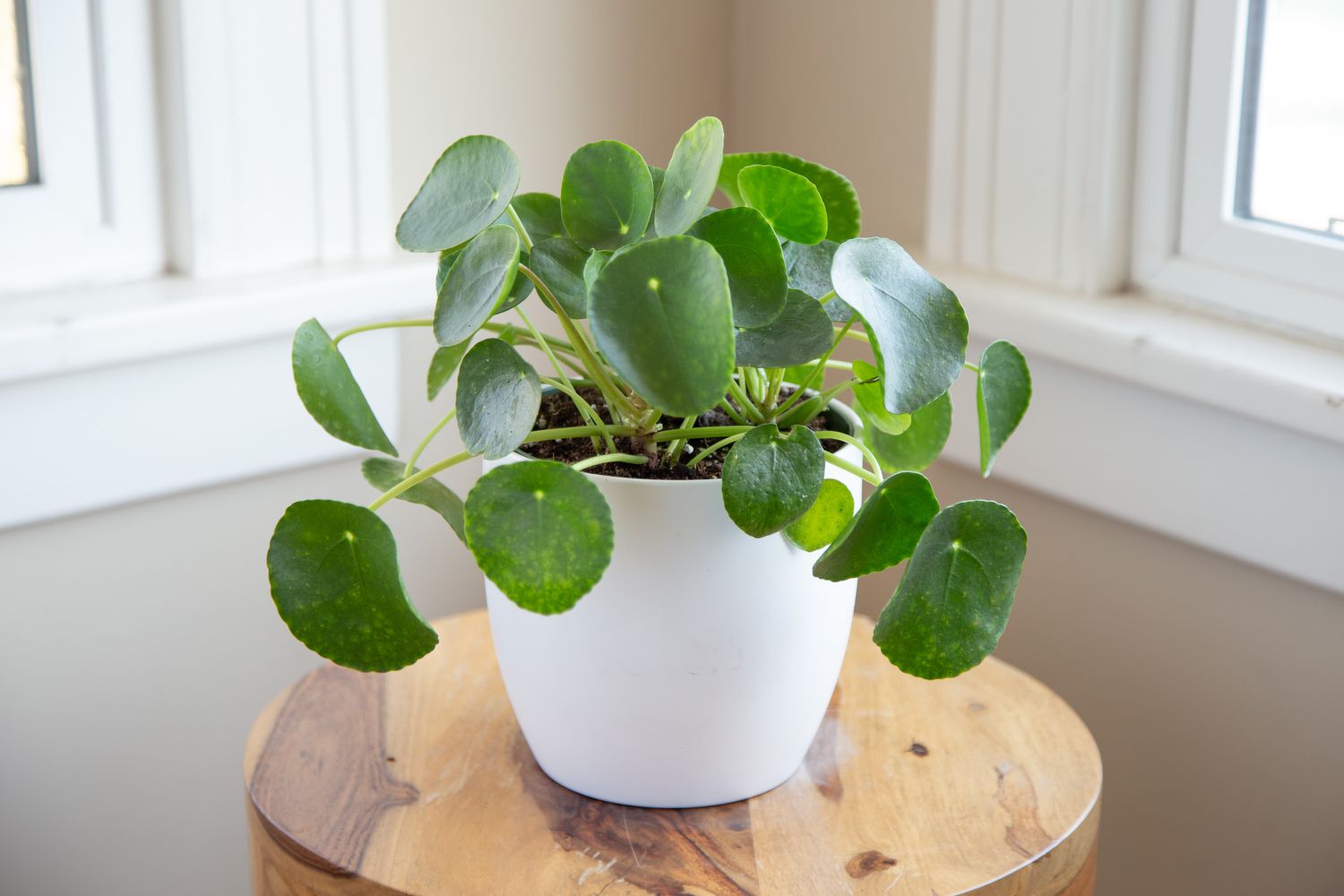 houseplants
