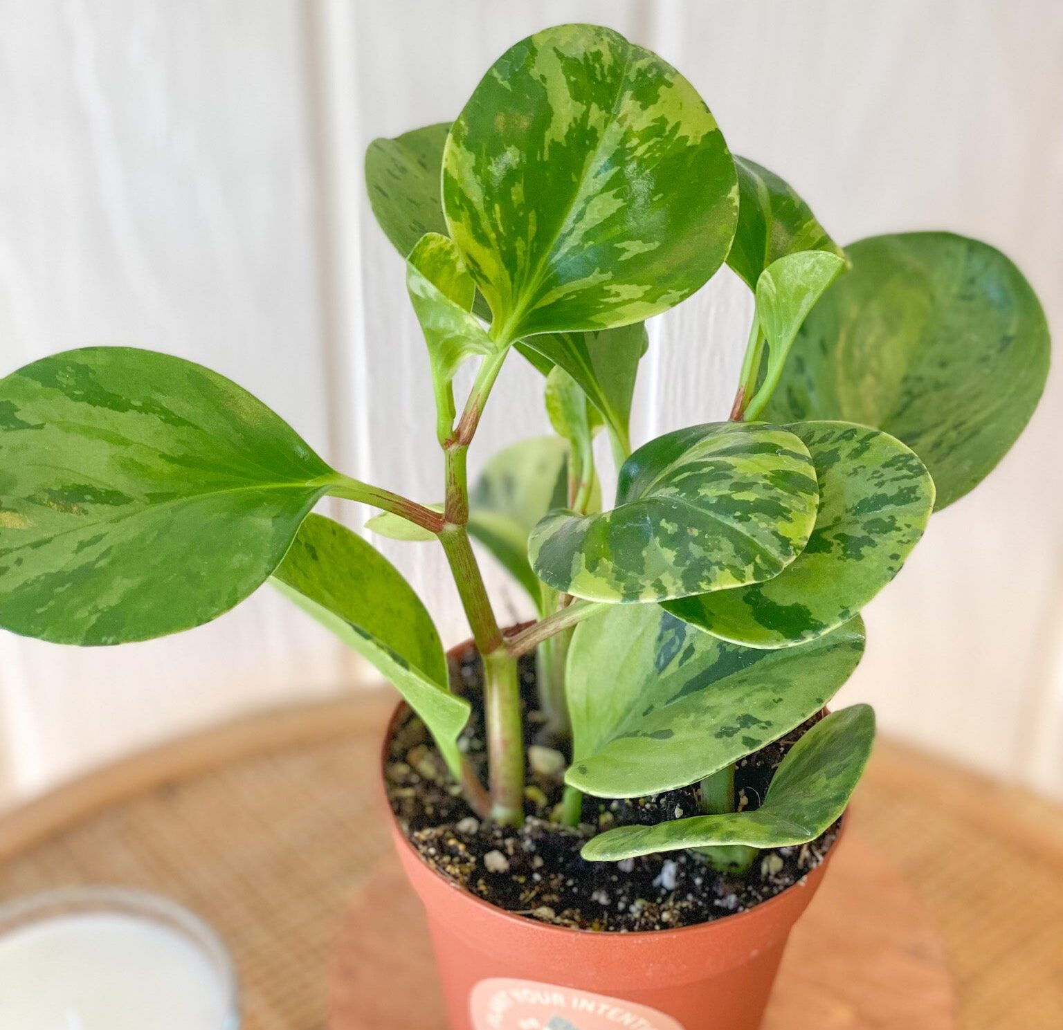 houseplants
