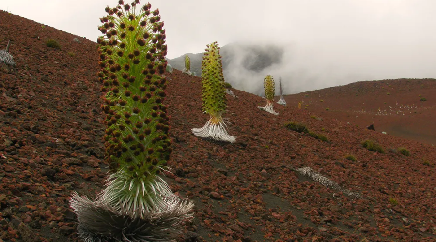 Mauna Kea Silversword