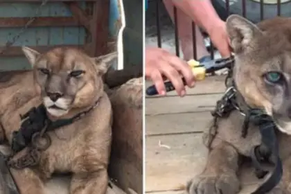 mountain lion in chains is freed