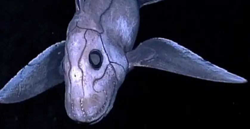 deep sea ghost shark