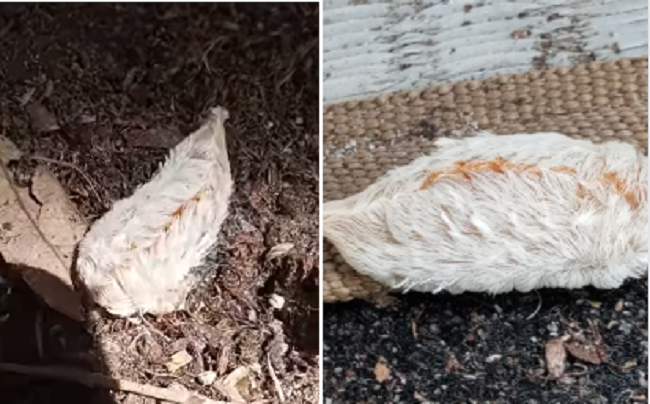 puss caterpillar video warning
