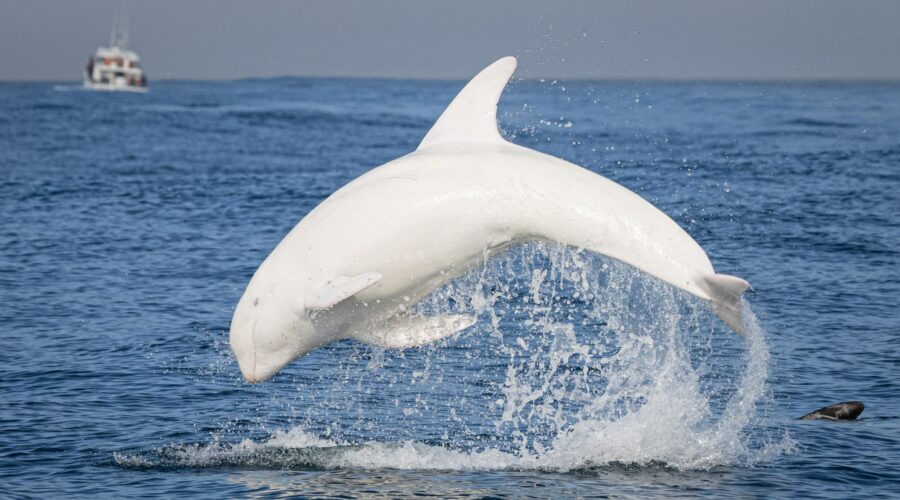 casper the dolphin