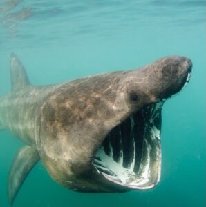 basking shark 