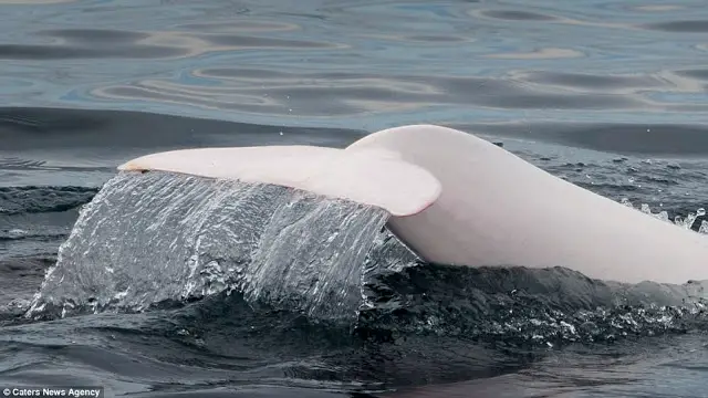 rare white dolphin