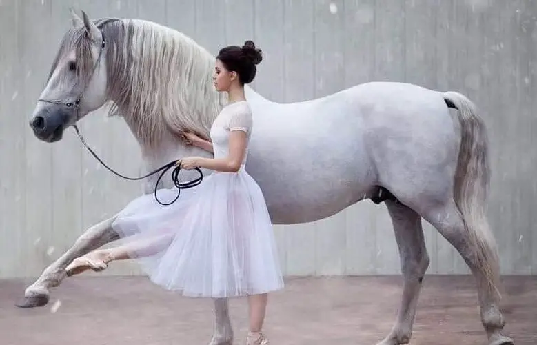 horse-human heart connection
