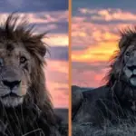 lion in kenya