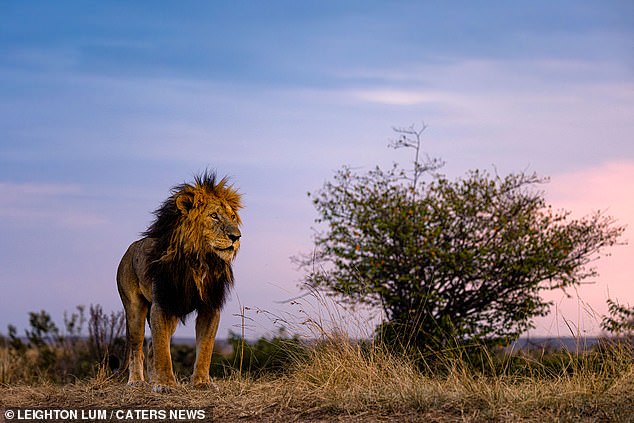 lions africa
