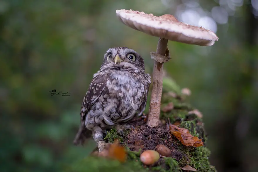 owl under mushroom