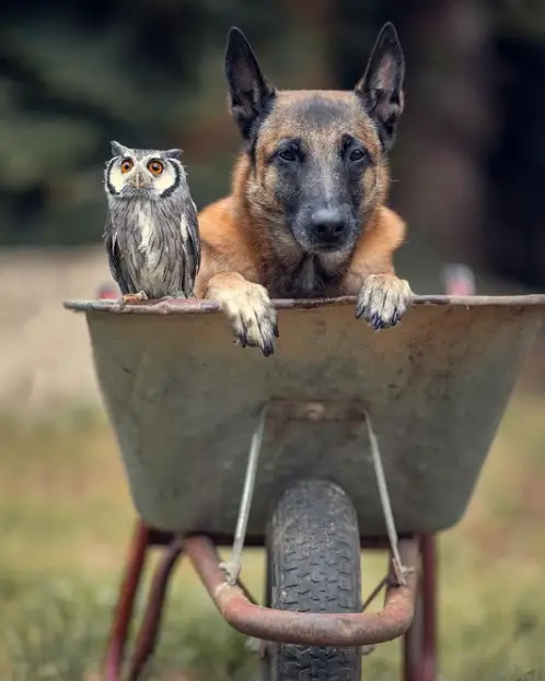 owl and german shepherd