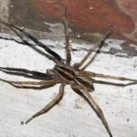 wolf spider