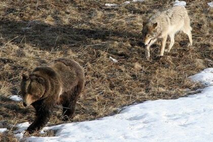 wolf vs. bear yellowstone
