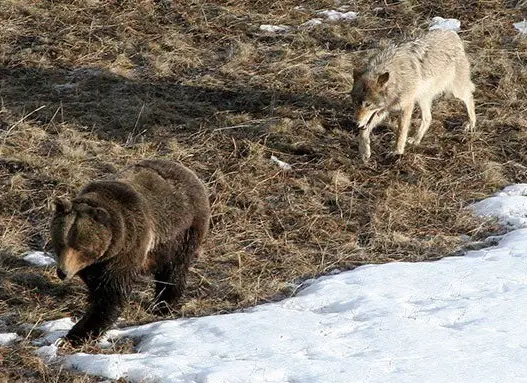 wolf vs. bear yellowstone