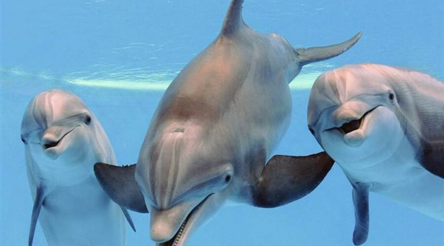 dolphin pod