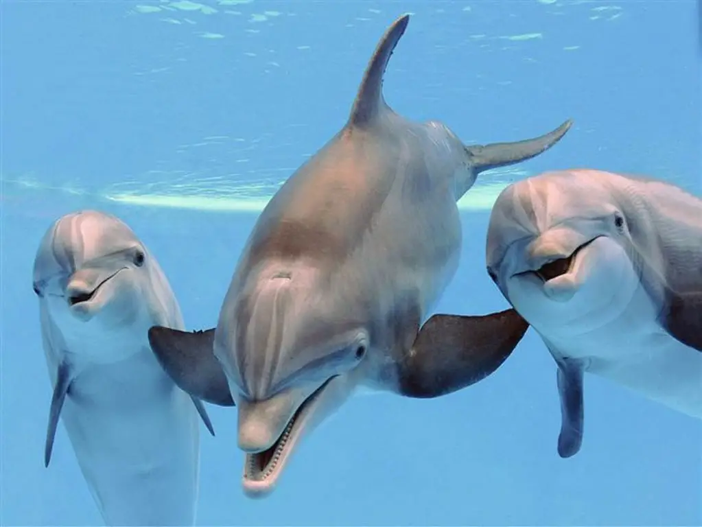 dolphin pod