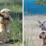 kangaroo