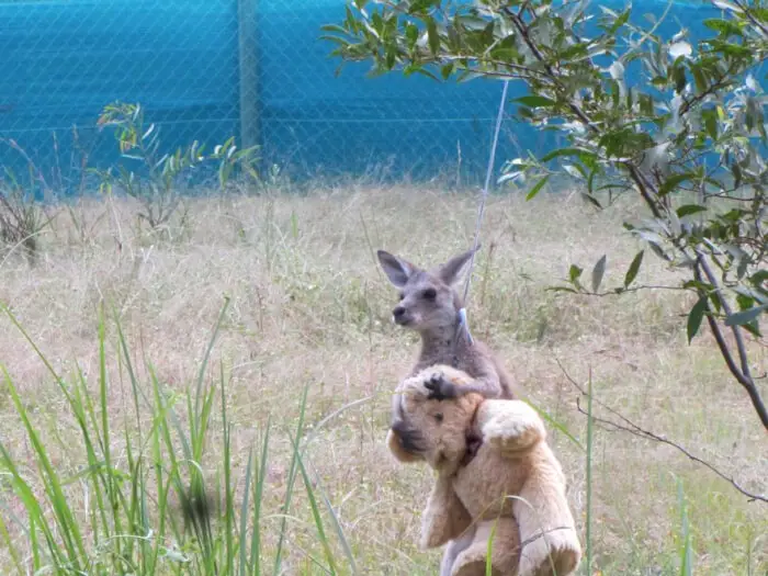 kangaroo with bear