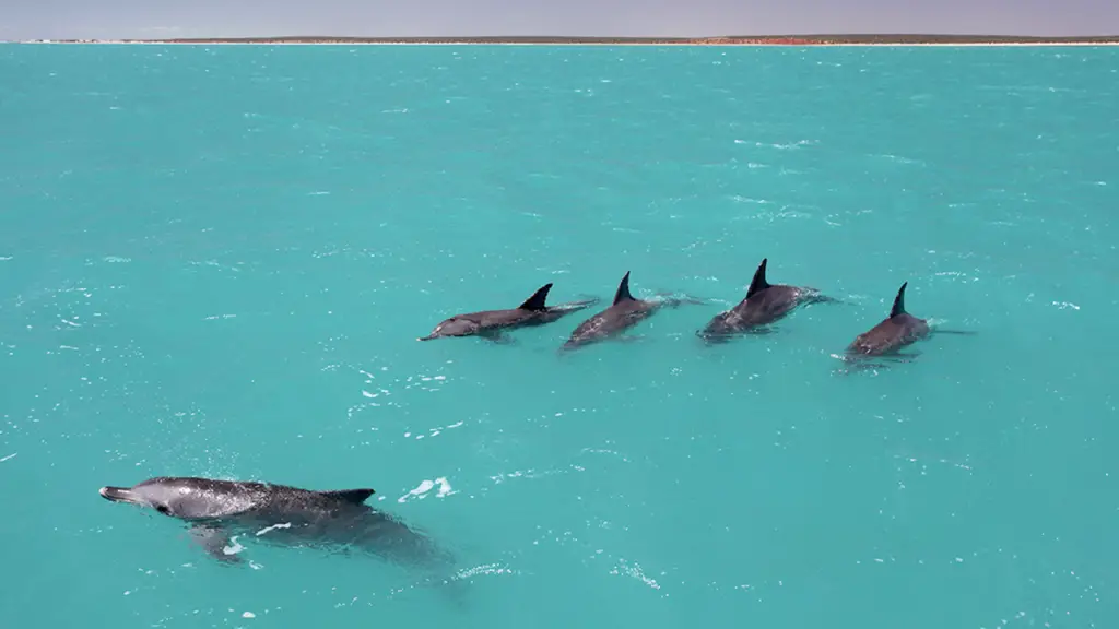 dolphins teams