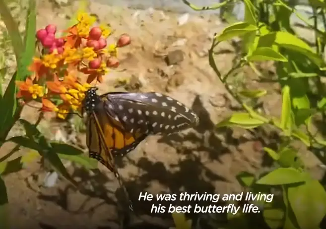 thriving butterfly
