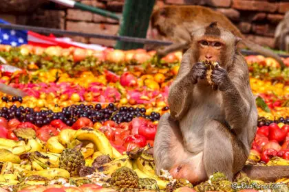 thai festival of monkeys