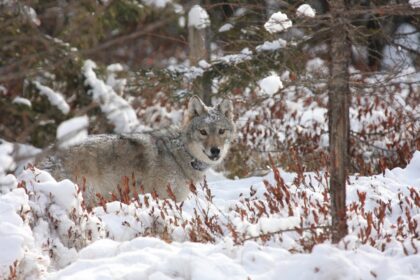wisconsin wolf hunt