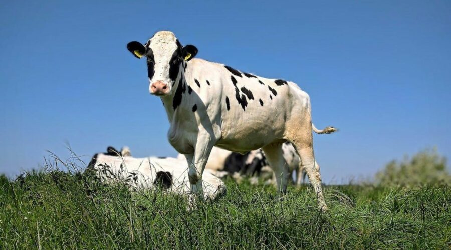 potty trained cows