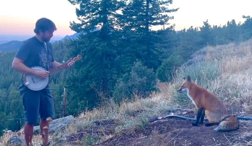 banjo fox video viral