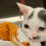 miracle kitten transformation