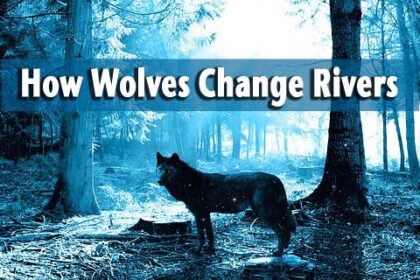 wolves change rivers