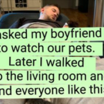 watch pets boyfriend