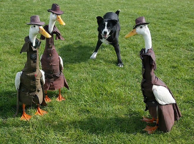 duck detectives