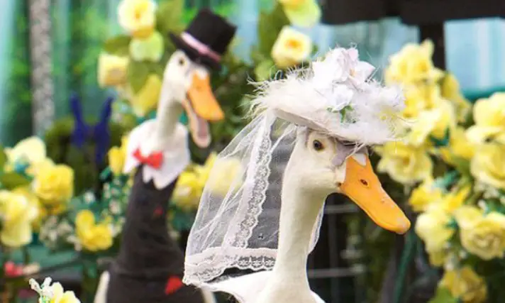 duck wedding