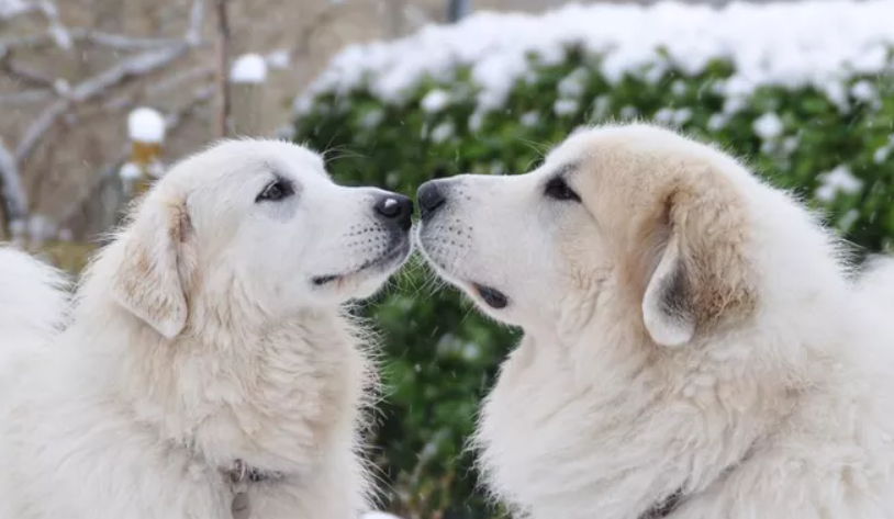 dogs pyrenees