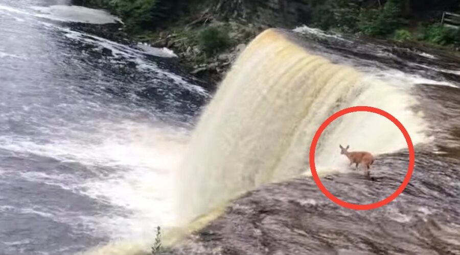 deer waterfall