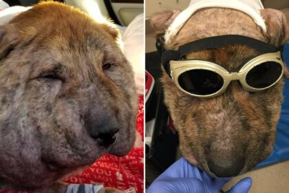 gus the pumpkin headed dog