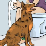 dog follows you into bathroom