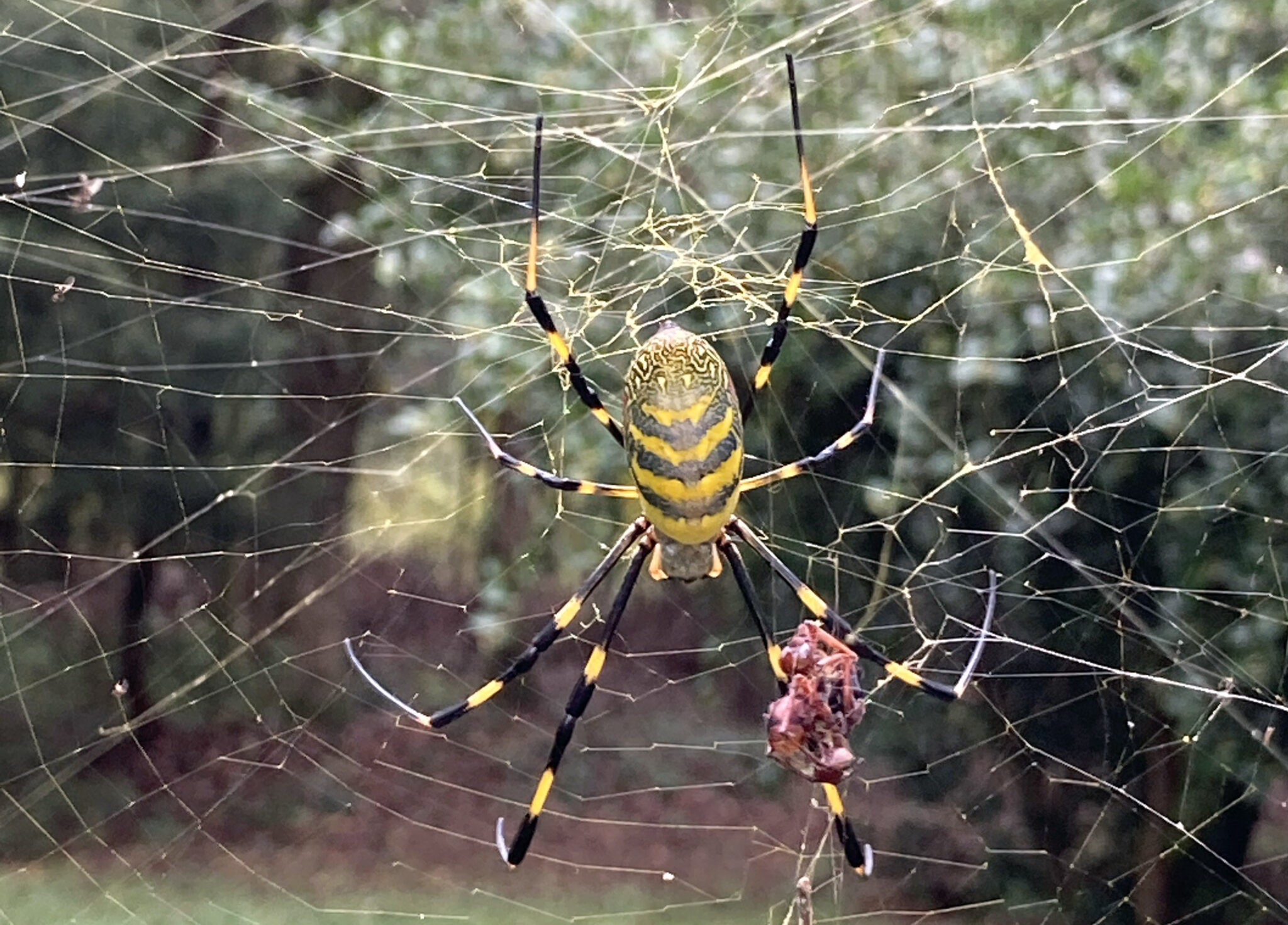 Giant Parachuting Spiders Expected to Take Over East Coast This Spring