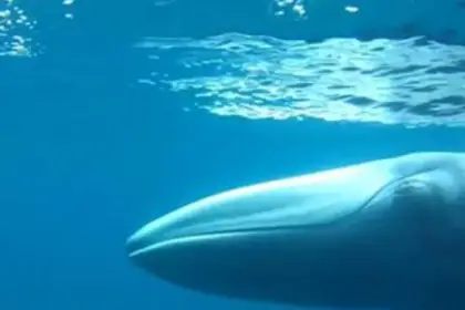 rarest whale