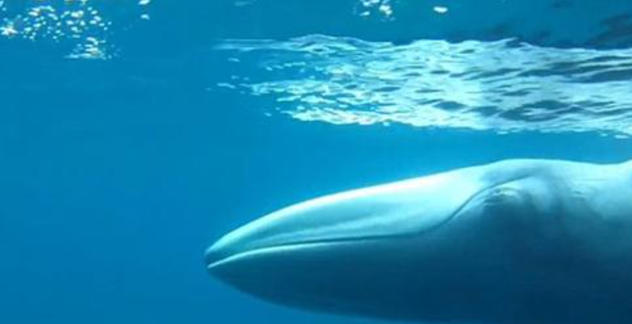 rarest whale